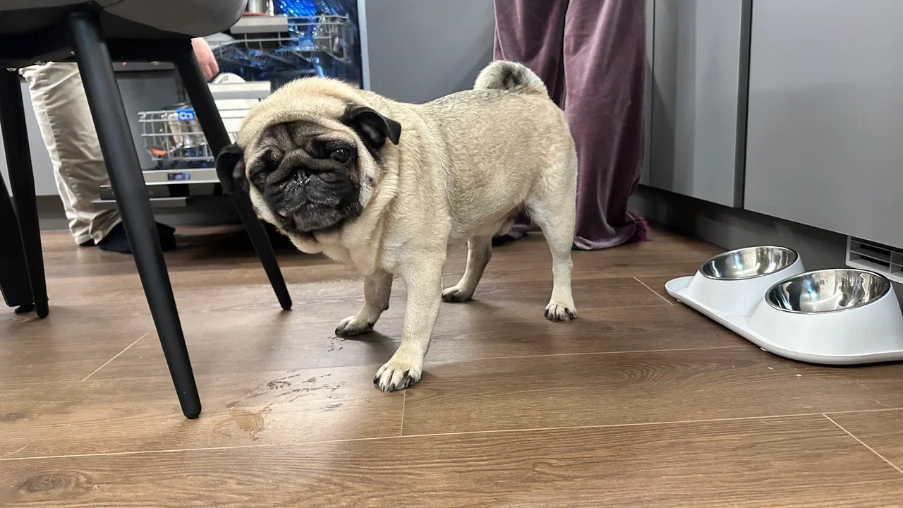 Собака породы мопс на ламинате Stone Floor